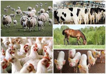 animal farming