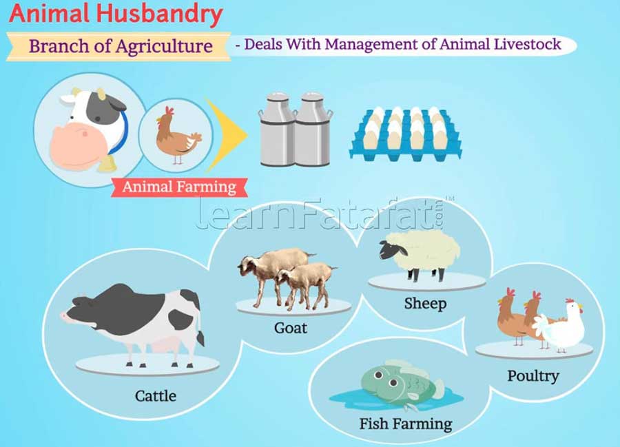 animal husbandary