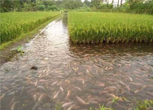 fish in paddy