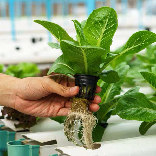 Growing hydroponics