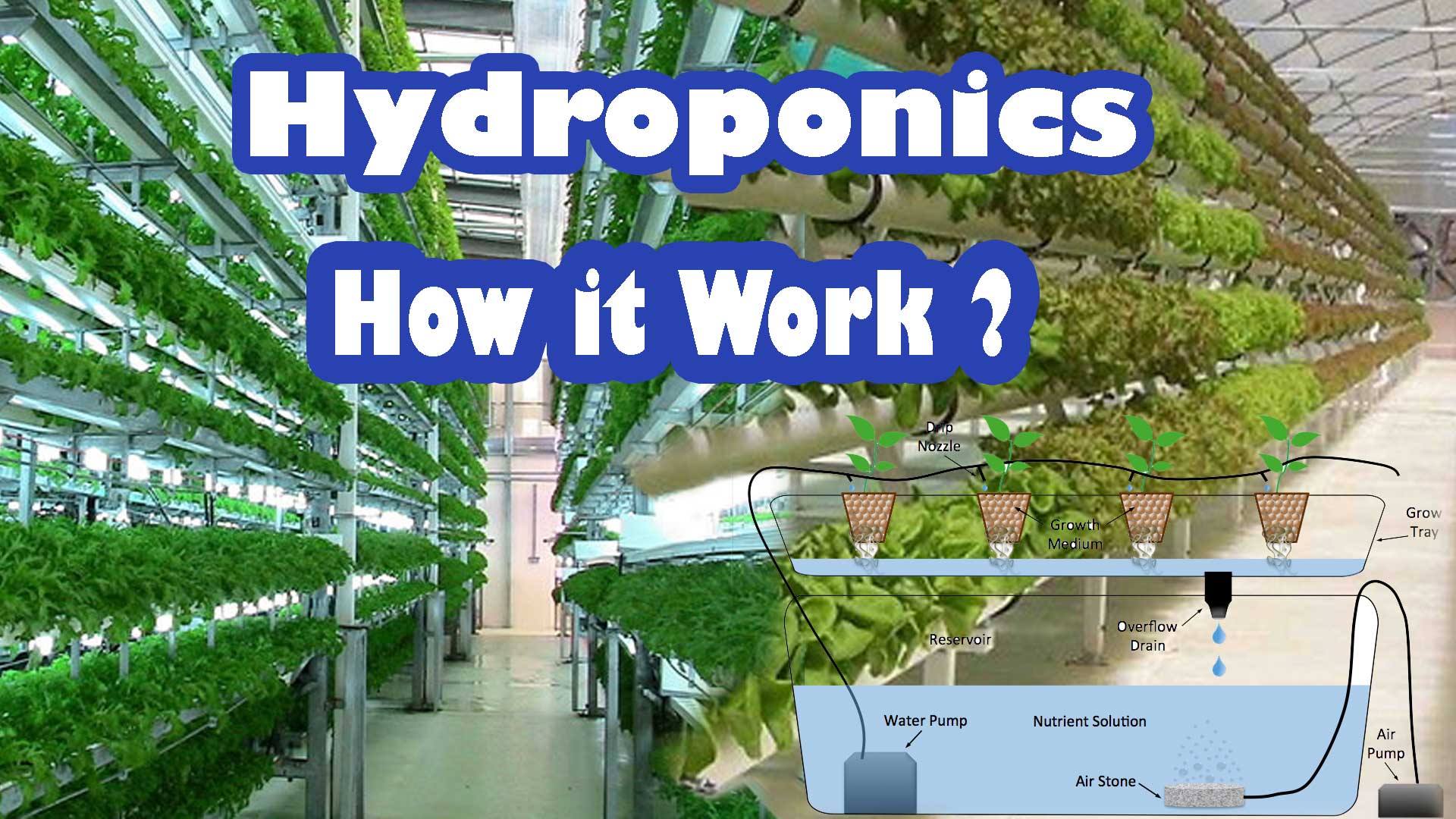 hydroponic how it works