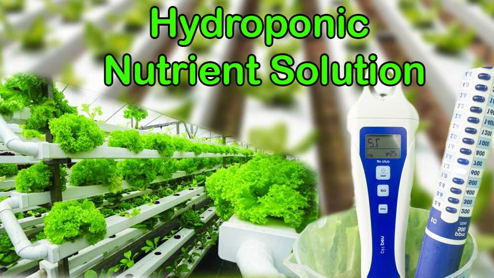Hydroponic Nutrient Solution