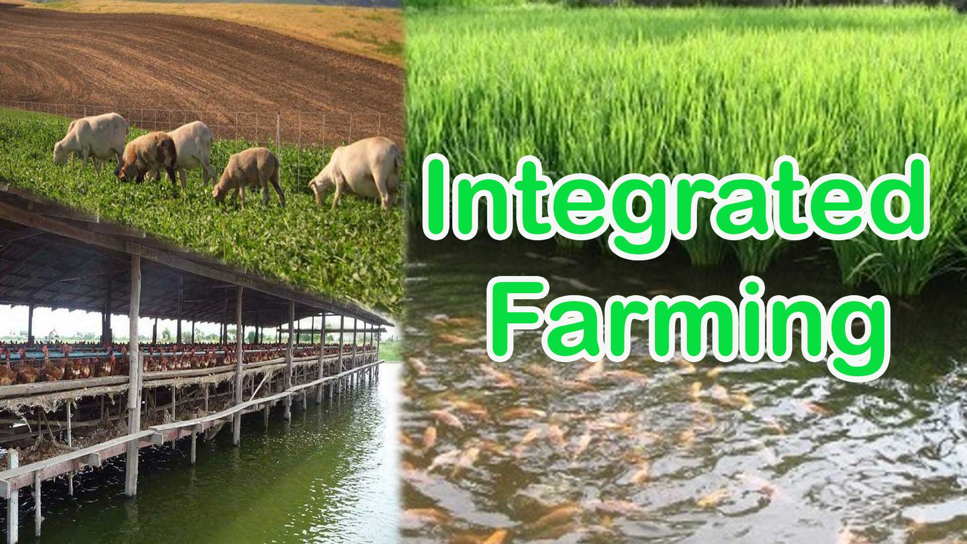 Integrated Farming Systems