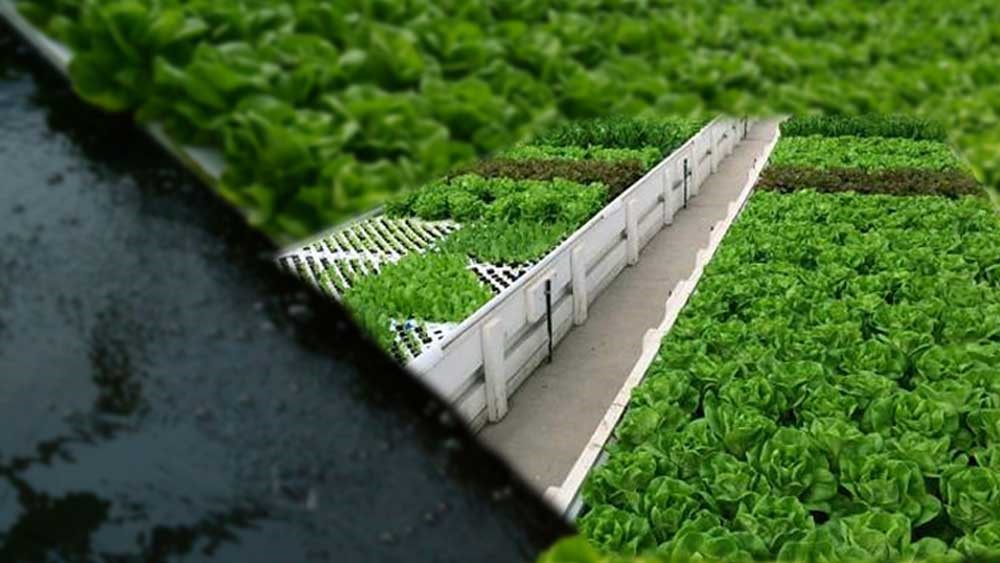 Deep Water Culture Hydroponic System